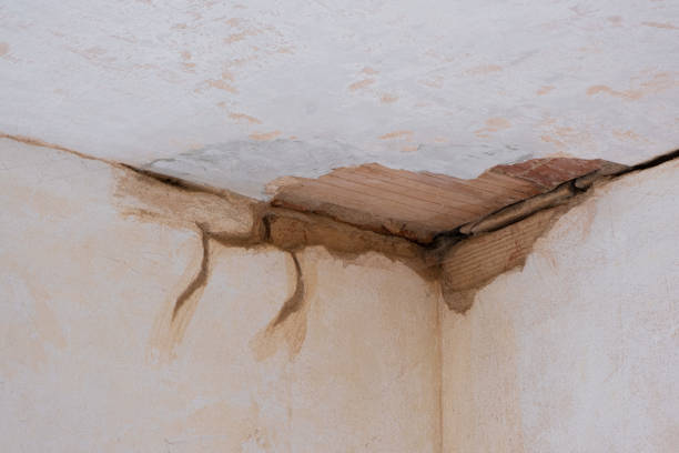 Best Mold removal after water damage  in Buena Vista, CO