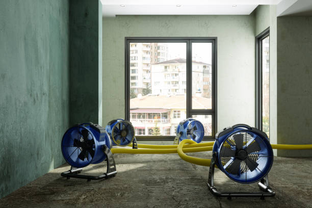 Best Local water damage restoration  in Buena Vista, CO