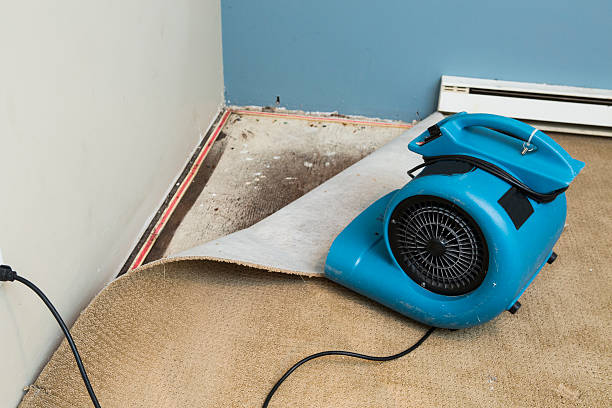 Best Flood damage cleanup  in Buena Vista, CO